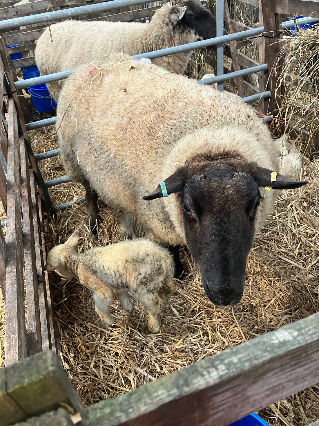 Wool Month: Why Local Wool Matters