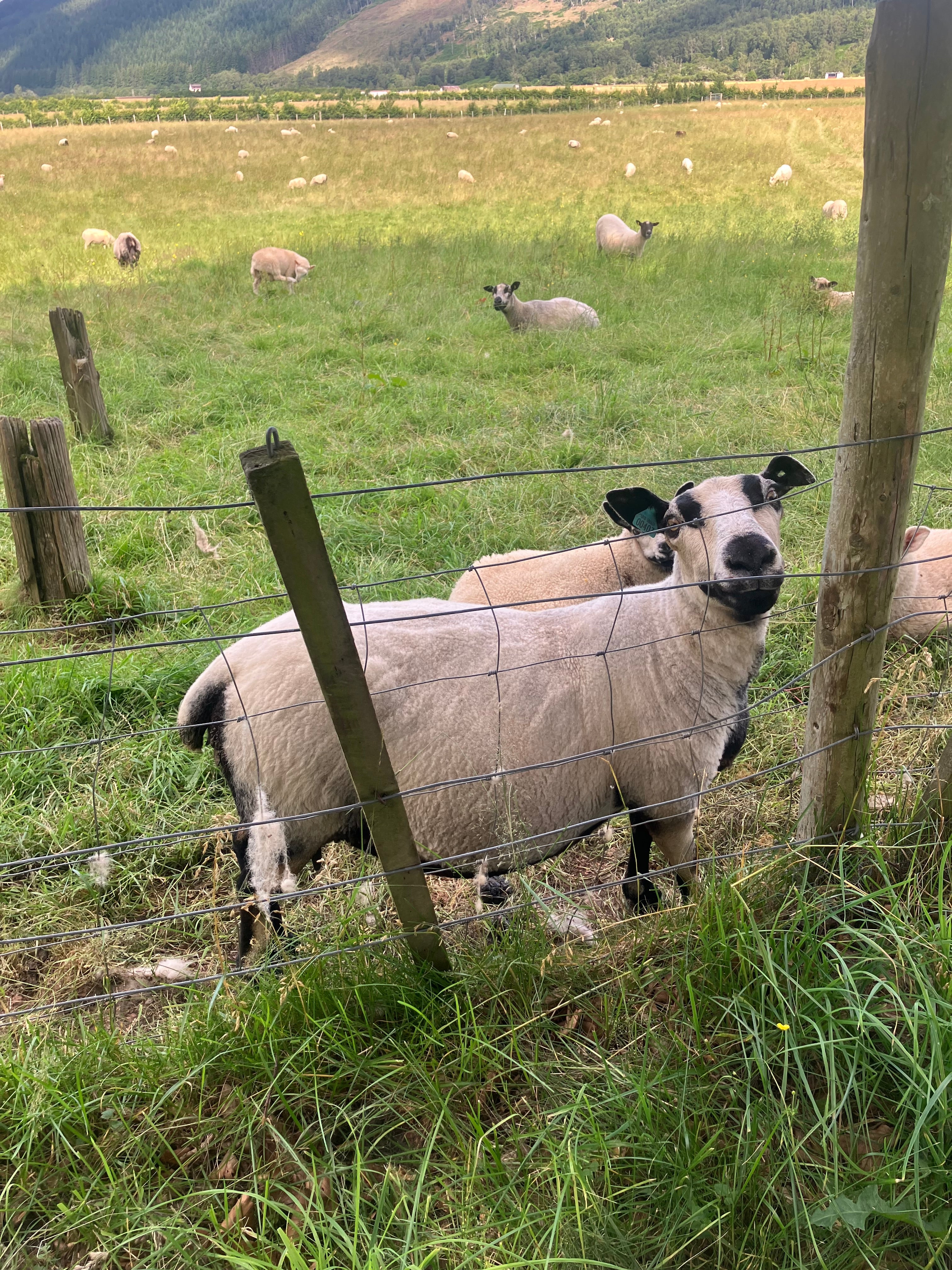 Sheep to Skein: Chapter One, Back to the Highlands