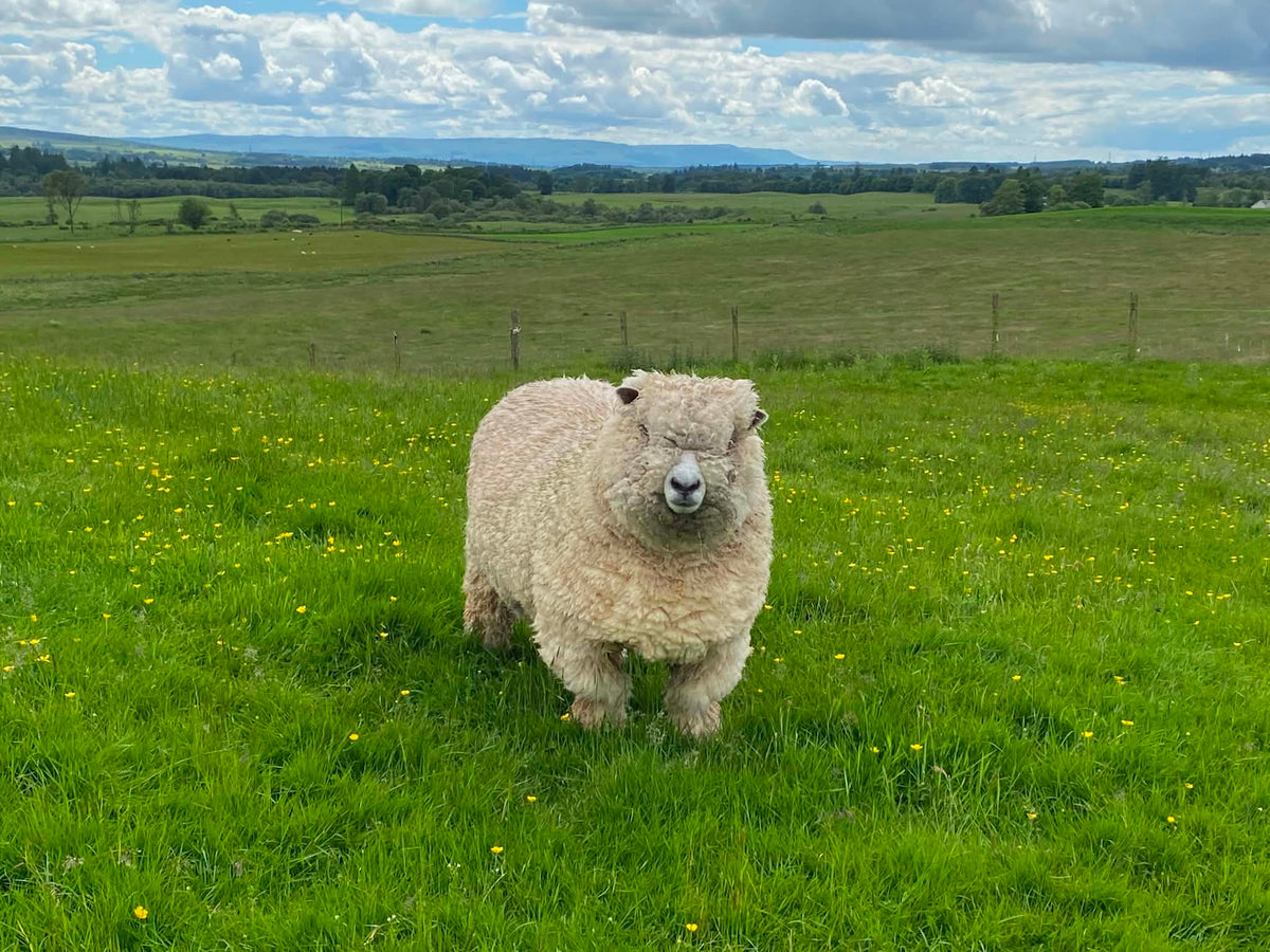 Sheep to Skein: Delilah’s Ryeland Fleece